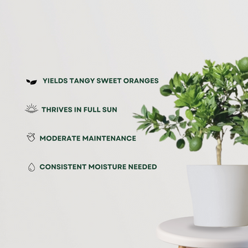 Mausambi fruit tree for garden